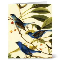 Hot Audubon Birds Notecards Notecards & Correspondence