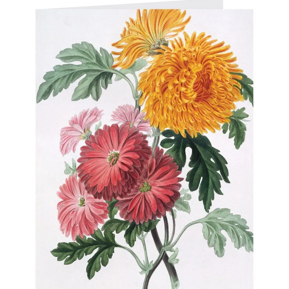 New Botanical Illustrations Notecards Notecards & Correspondence