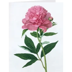 New Botanical Illustrations Notecards Notecards & Correspondence