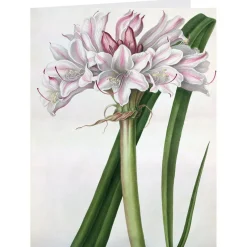 New Botanical Illustrations Notecards Notecards & Correspondence