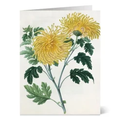 New Botanical Illustrations Notecards Notecards & Correspondence